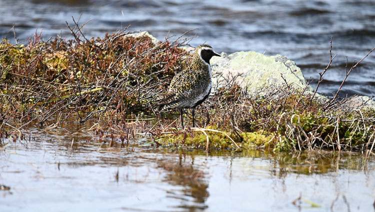 piviere_dorato_005.jpg