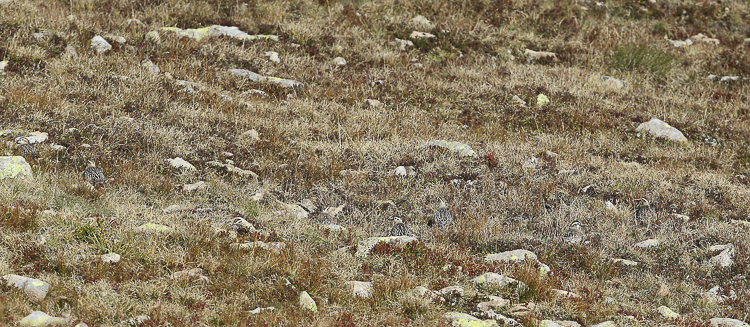 piviere_tortolino_097.jpg
