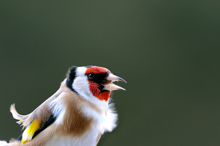 cardellino_106.jpg