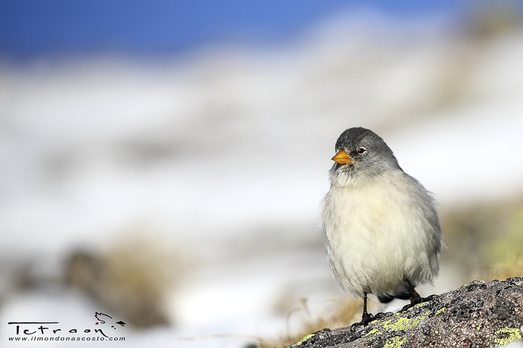 fringuello_alpino_086.jpg