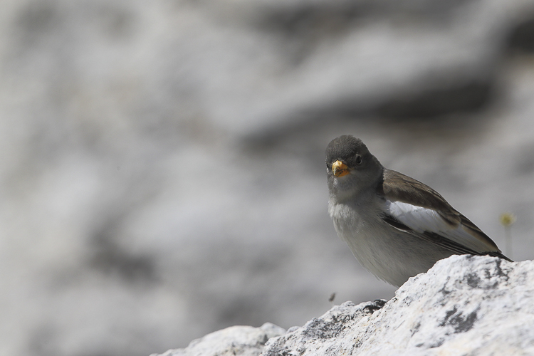 fringuello_alpino_092.jpg