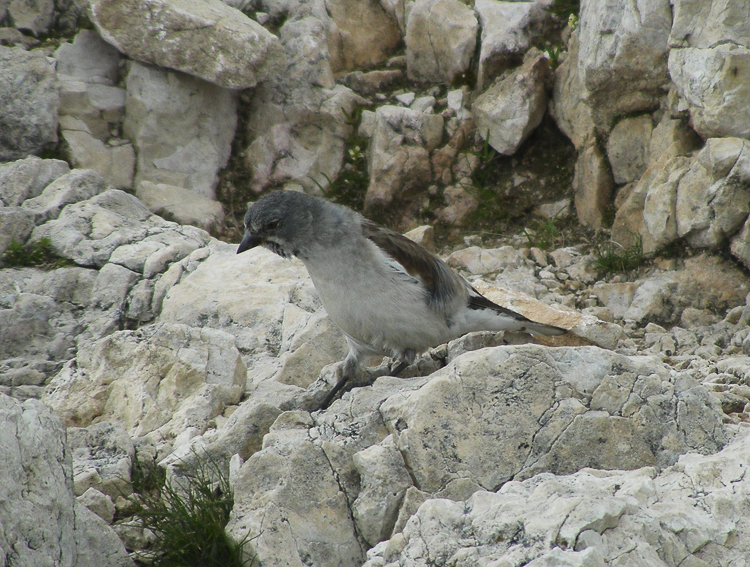 fringuello_alpino_099.jpg