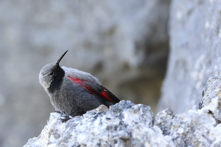 picchio_muraiolo_082b.jpg