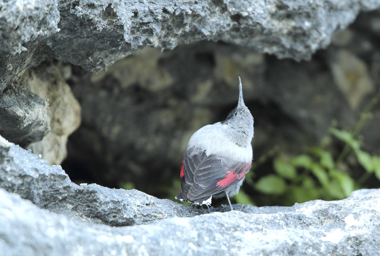 picchio_muraiolo_092.jpg