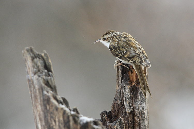 rampichino_alpestre_100.jpg