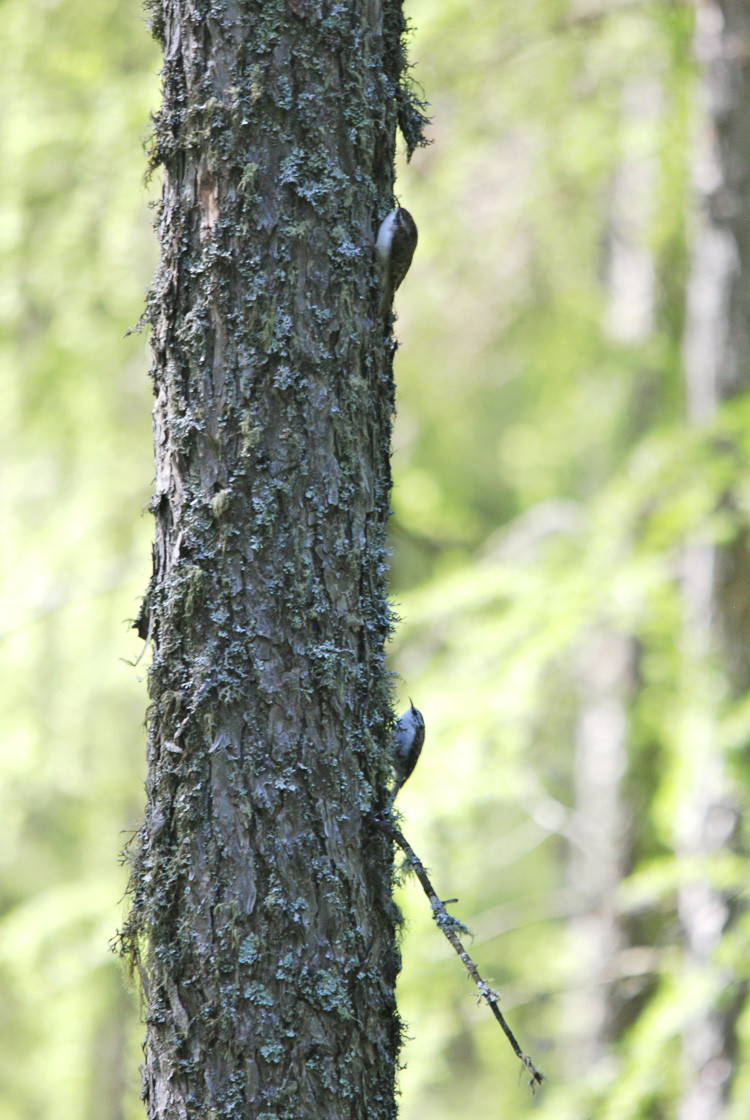 rampichino_alpestre_102.jpg