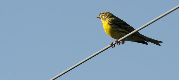 verzellino_097.jpg