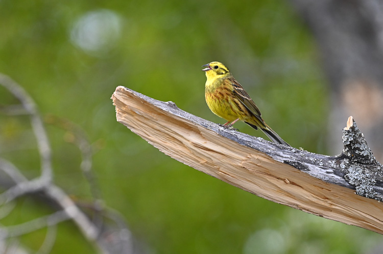 zigolo_giallo_005.jpg
