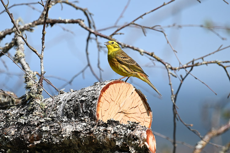 zigolo_giallo_006.jpg