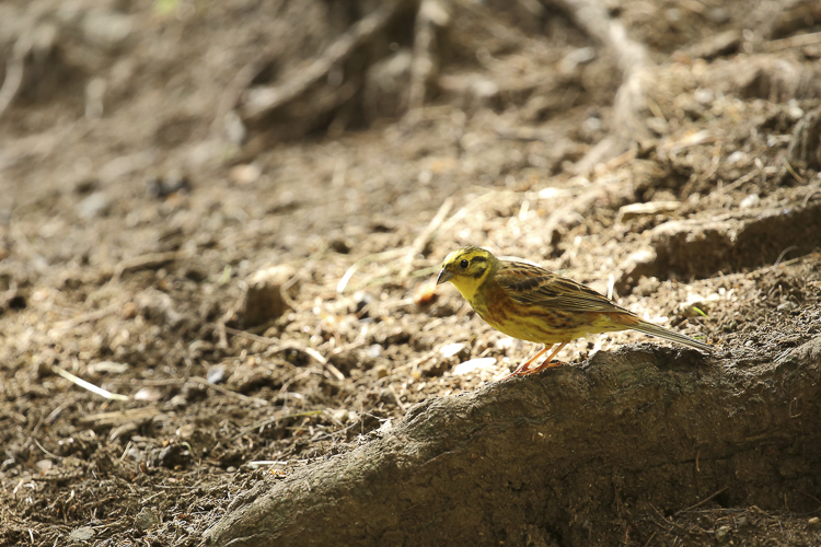 zigolo_giallo_098.jpg