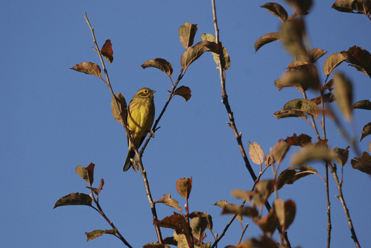 zigolo_giallo_099.jpg
