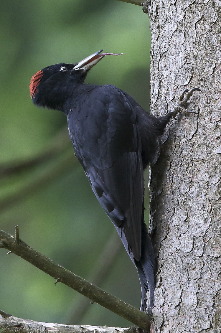 picchio_nero_095.jpg