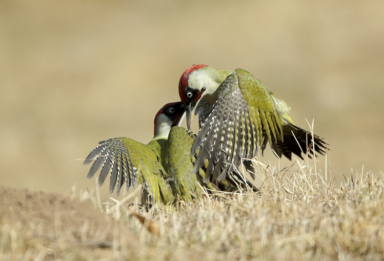 picchio_verde_092.jpg