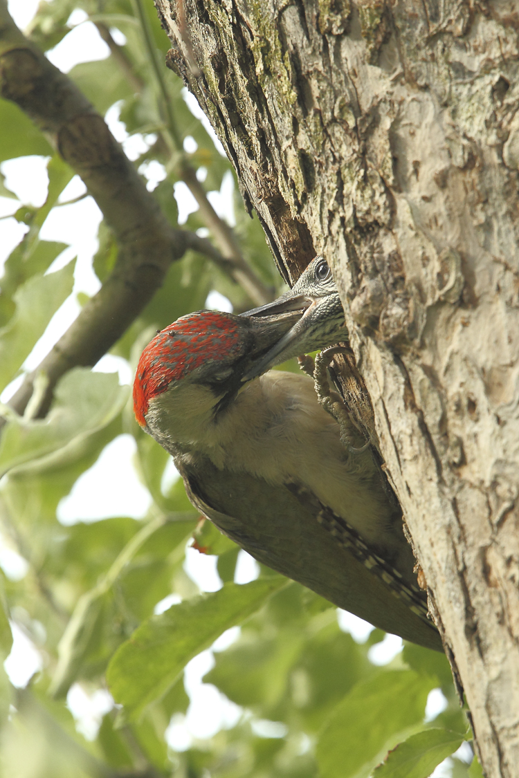 picchio_verde_096.jpg