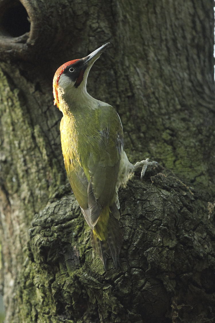 picchio_verde_098.jpg