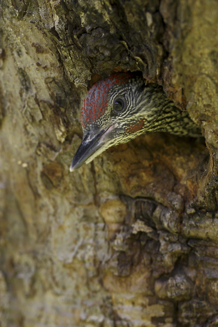 picchio_verde_098_001.jpg