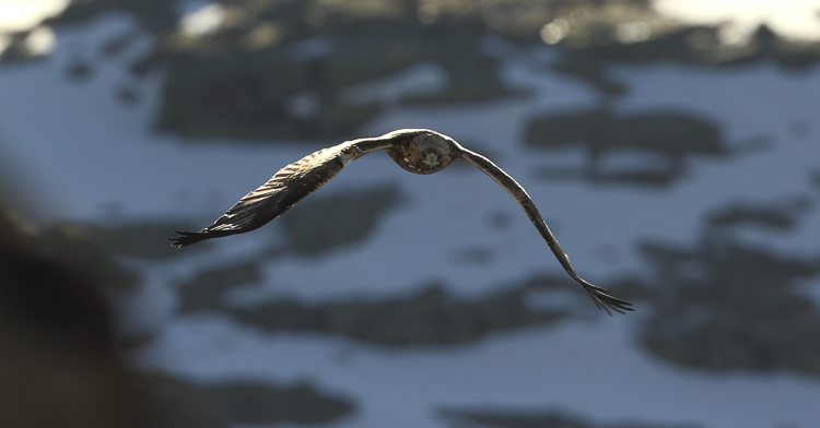 aquila_reale_070.jpg