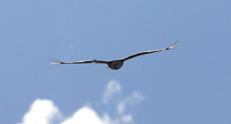 aquila_reale_071.jpg
