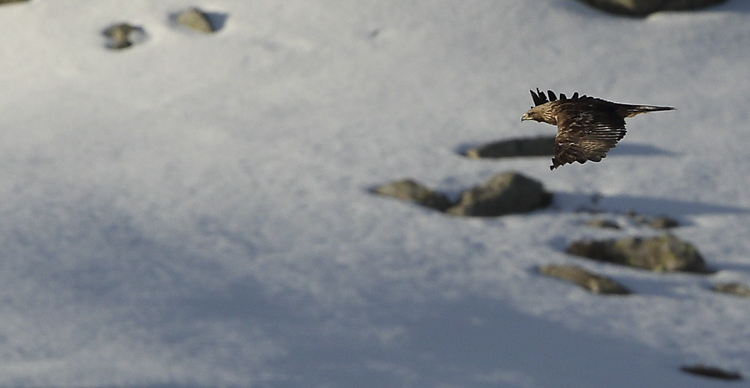 aquila_reale_074.jpg