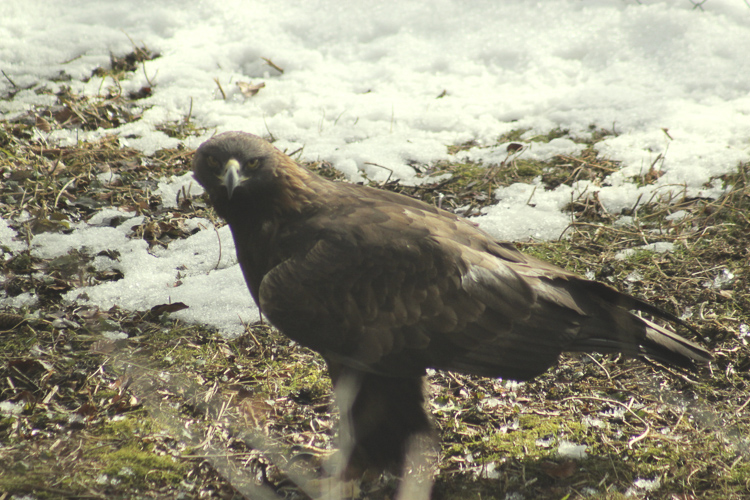 aquila_reale_099.jpg