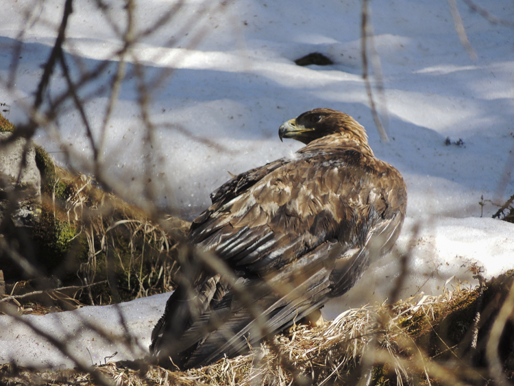 aquila_reale_099_1.jpg