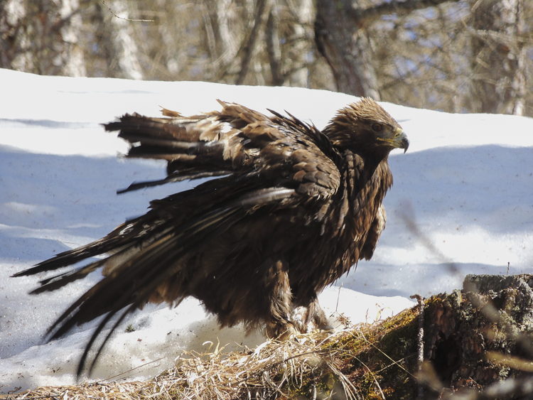 aquila_reale_099_2.jpg