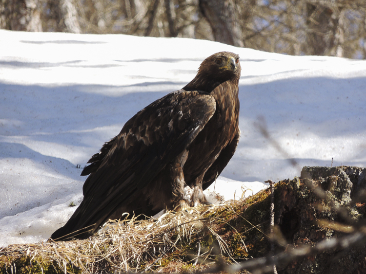 aquila_reale_099_3.jpg