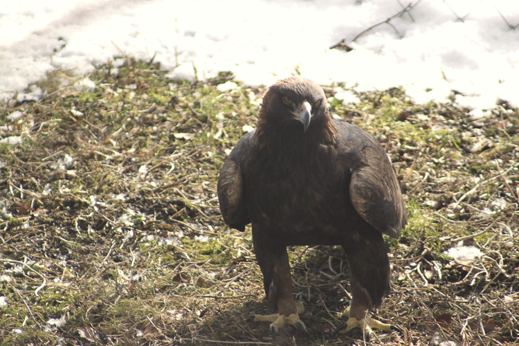 aquila_reale_100.jpg
