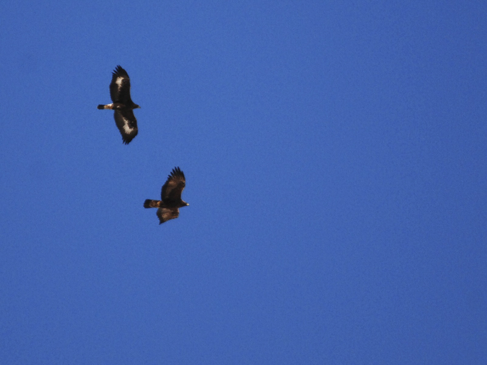 aquila_reale_103_001.jpg
