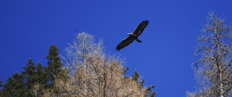 aquila_reale_103_003.jpg