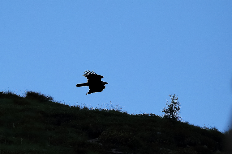 aquila_reale_108.jpg