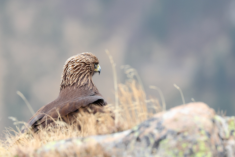aquila_reale_109.jpg