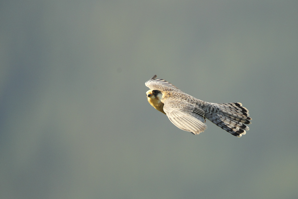 falco_cuculo_086.jpg