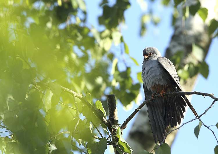 falco_cuculo_090.jpg