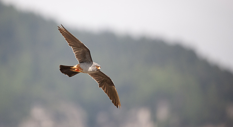 falco_cuculo_091.jpg