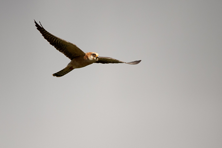 falco_cuculo_093.jpg