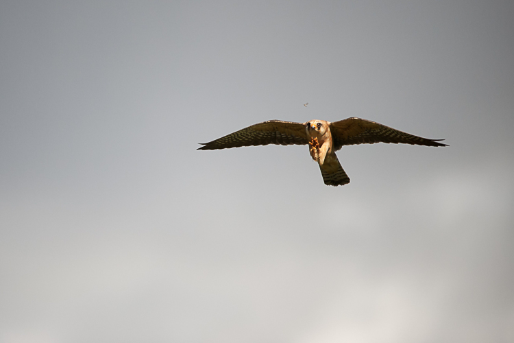 falco_cuculo_095.jpg