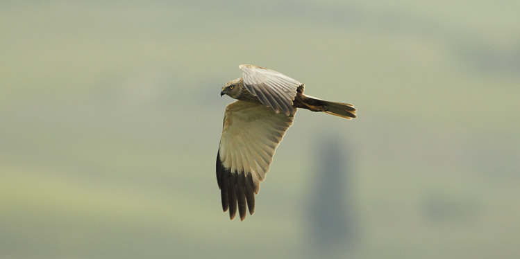 falco_di_palude_091.jpg