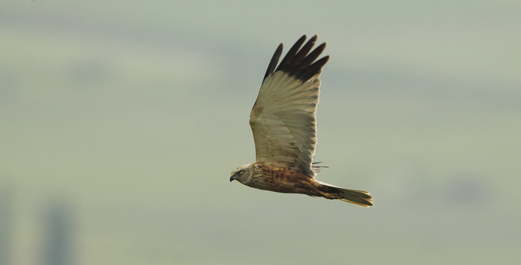 falco_di_palude_092.jpg