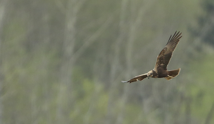 falco_di_palude_093.jpg