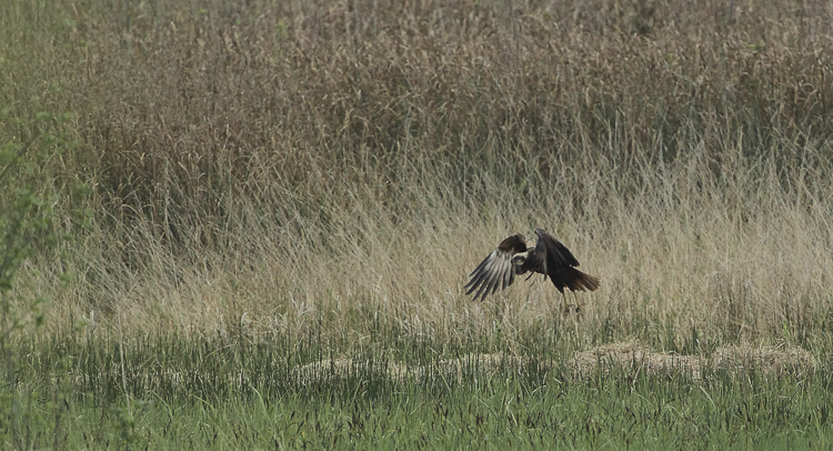 falco_di_palude_094.jpg