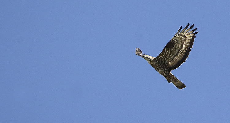 falco_pecchiaiolo_094.jpg