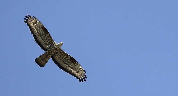 falco_pecchiaiolo_095.jpg
