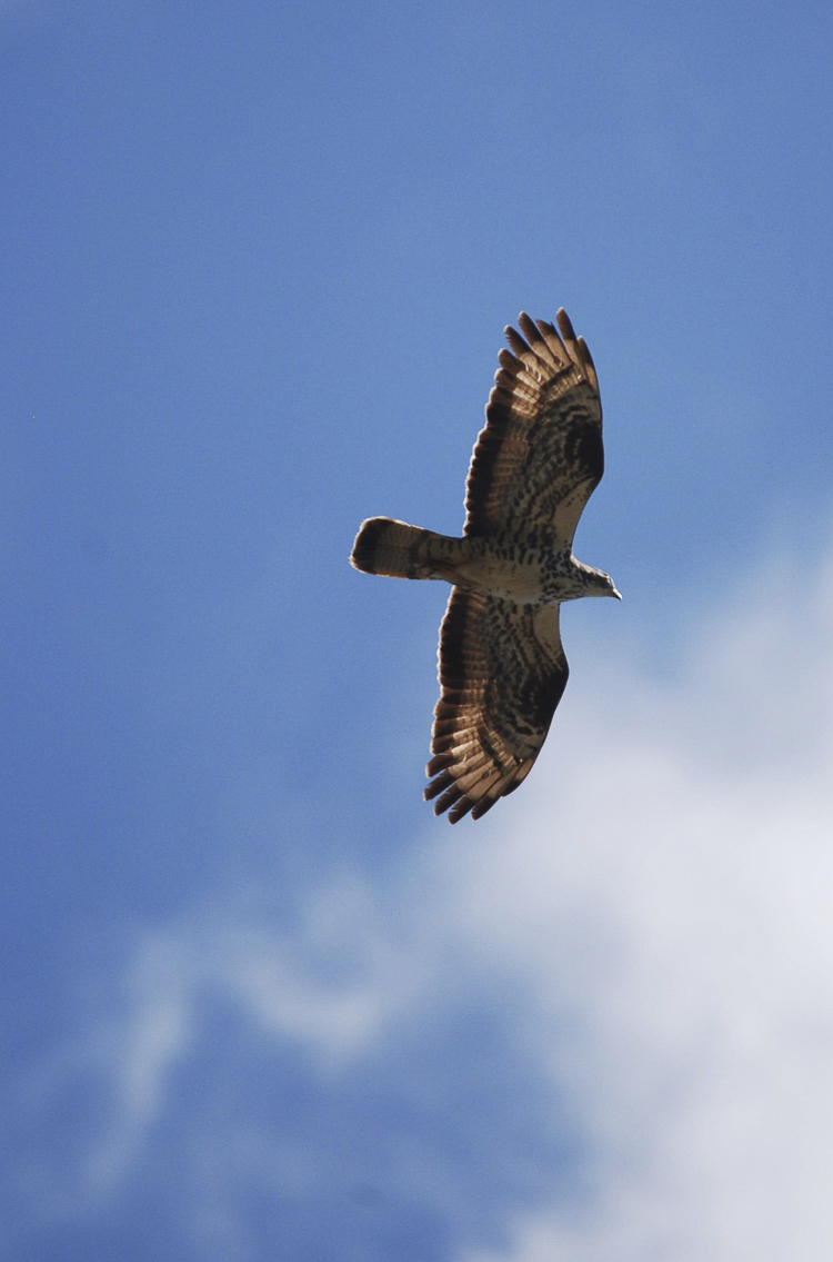 falco_pecchiaiolo_096.jpg
