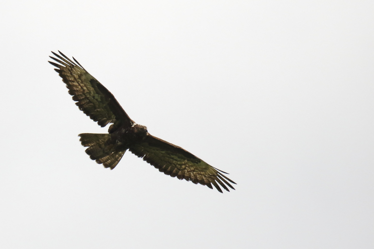 falco_pecchiaiolo_097.jpg