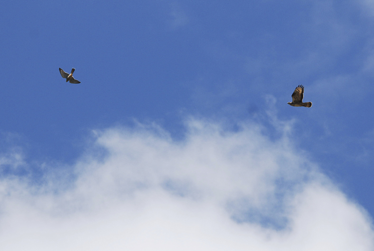 falco_pecchiaiolo_099.jpg