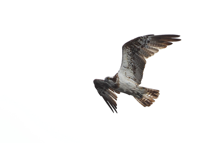 falco_pescatore_068.jpg