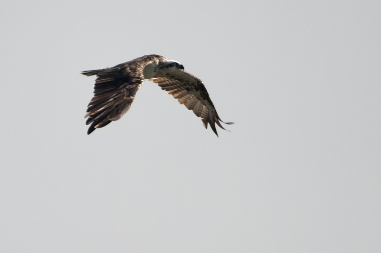 falco_pescatore_070.jpg