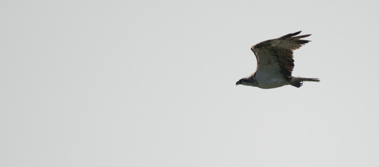 falco_pescatore_071.jpg