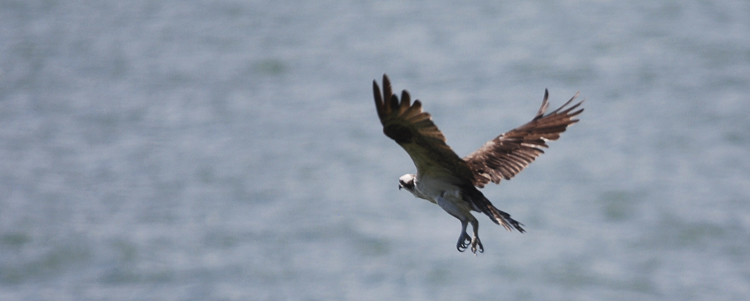 falco_pescatore_073.jpg